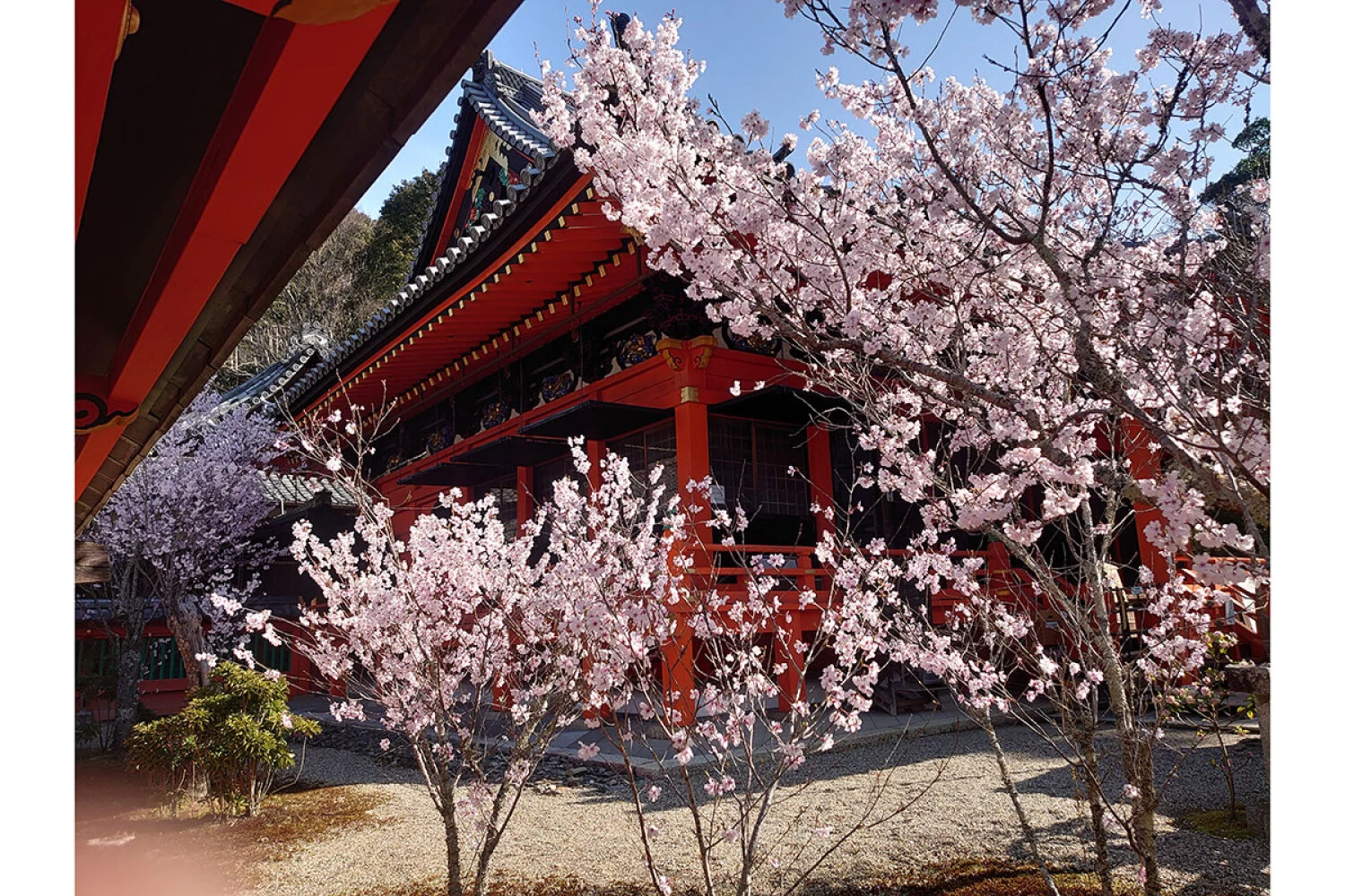 本堂側面の糸桜