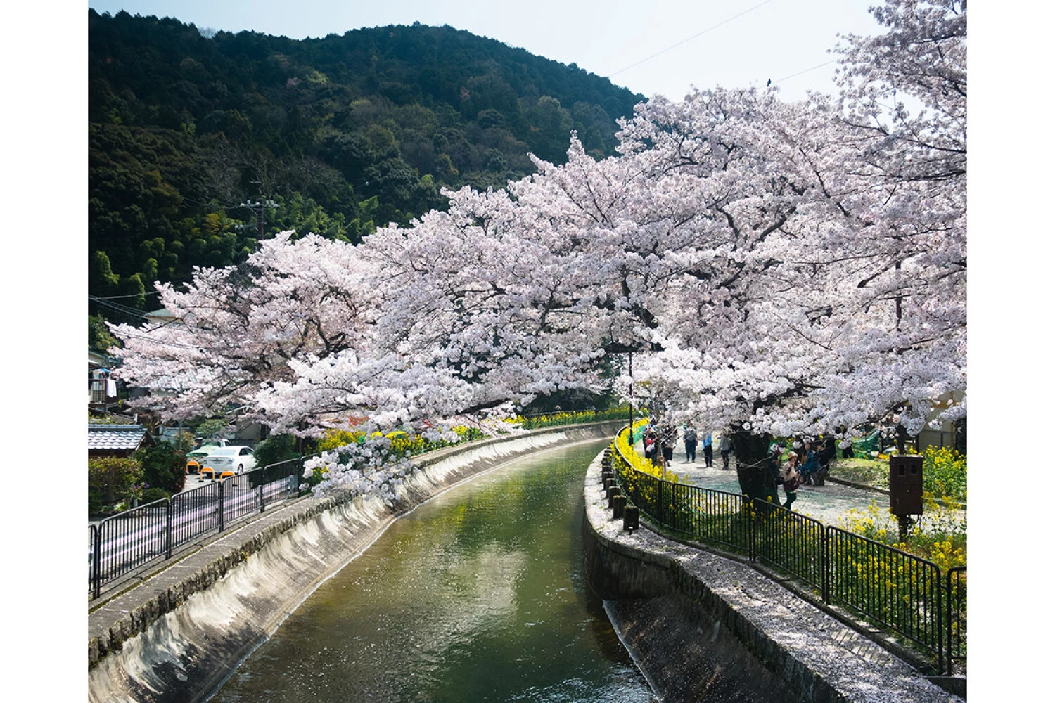 運河沿いの桜