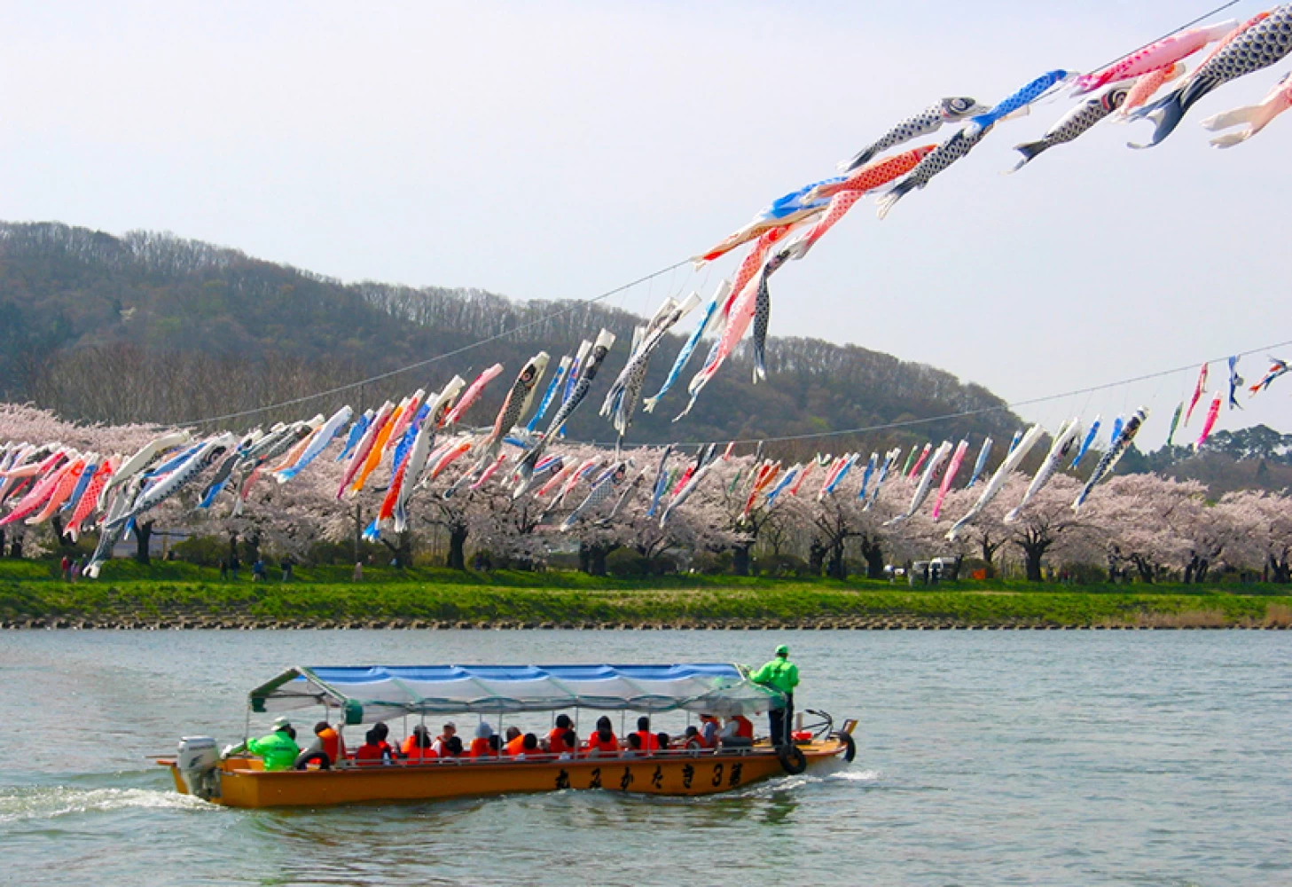 北上川観光遊覧船と鯉のぼり