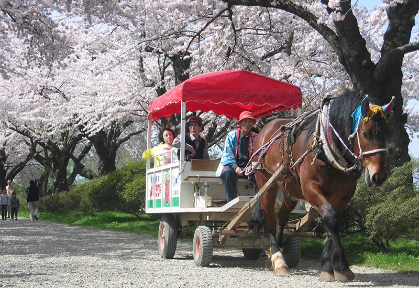 桜並みを走る観光馬車