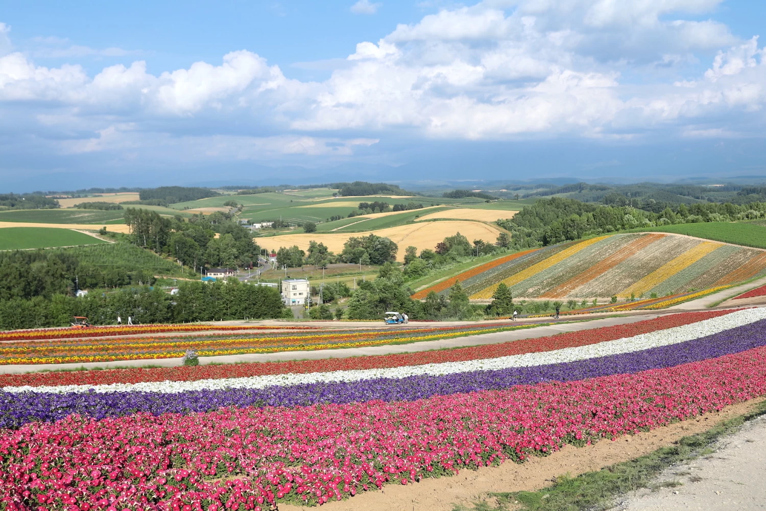 富良野・美瑛で絶景巡り｜ラベンダーと虹色の花畑（2日目