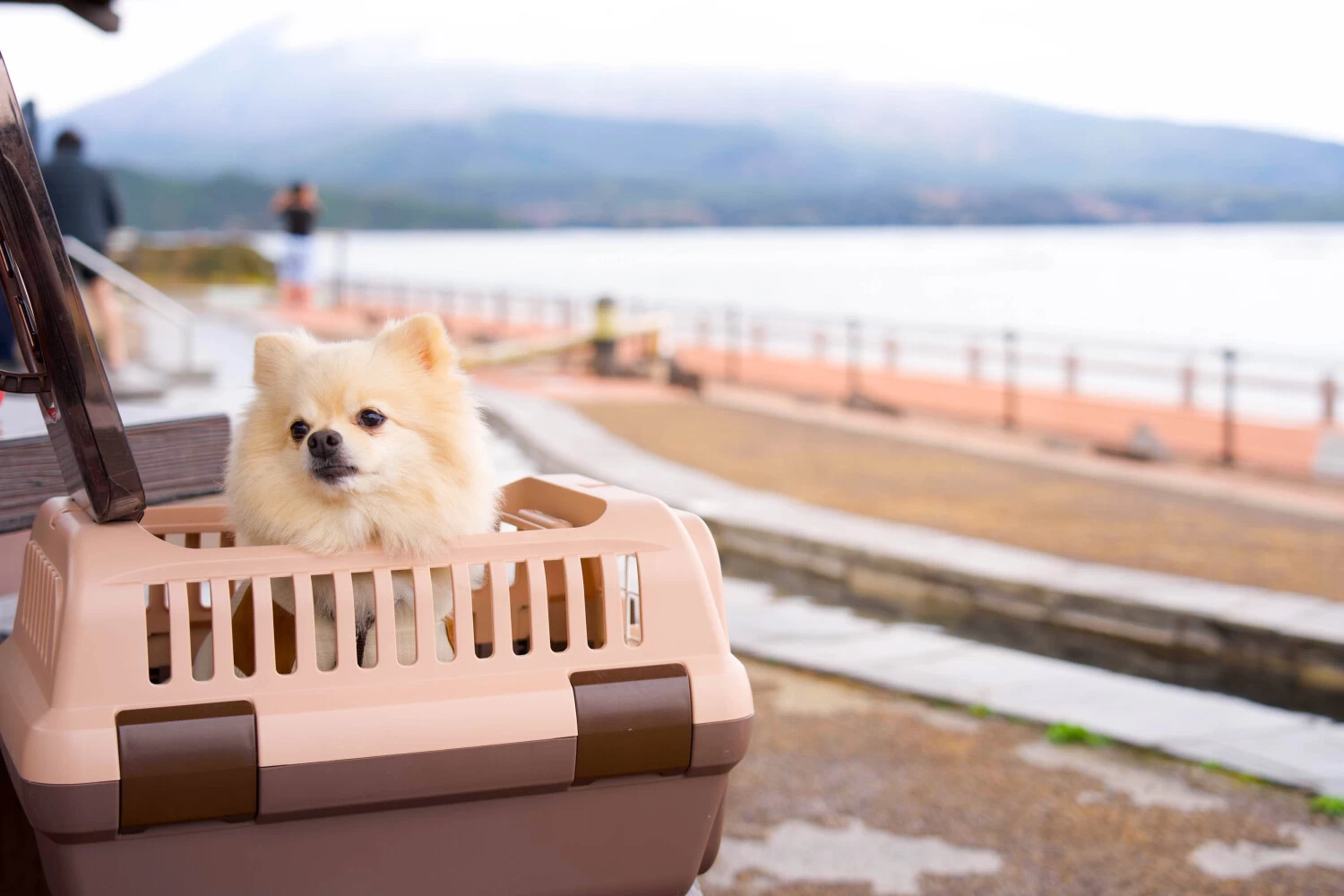 愛犬と桜島