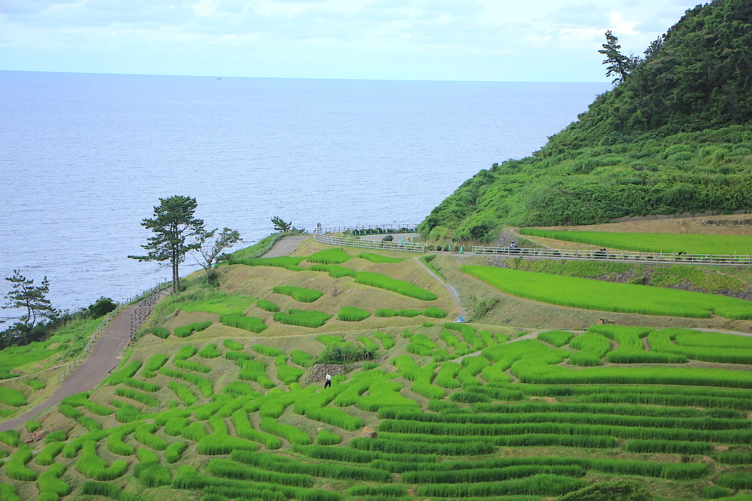 日本海と棚田が共演する珍しい風景