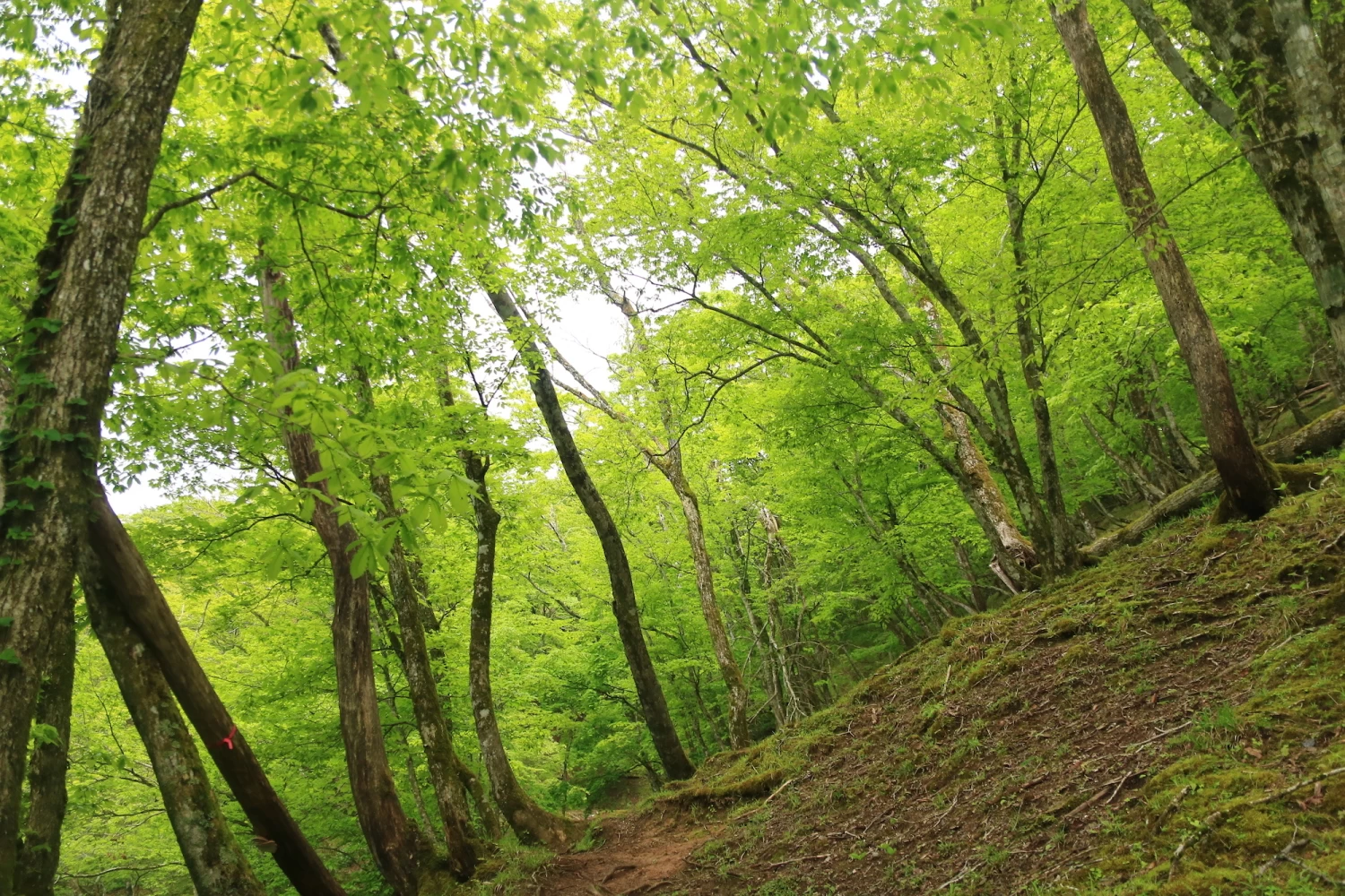 緑あふれる初夏の樹林帯