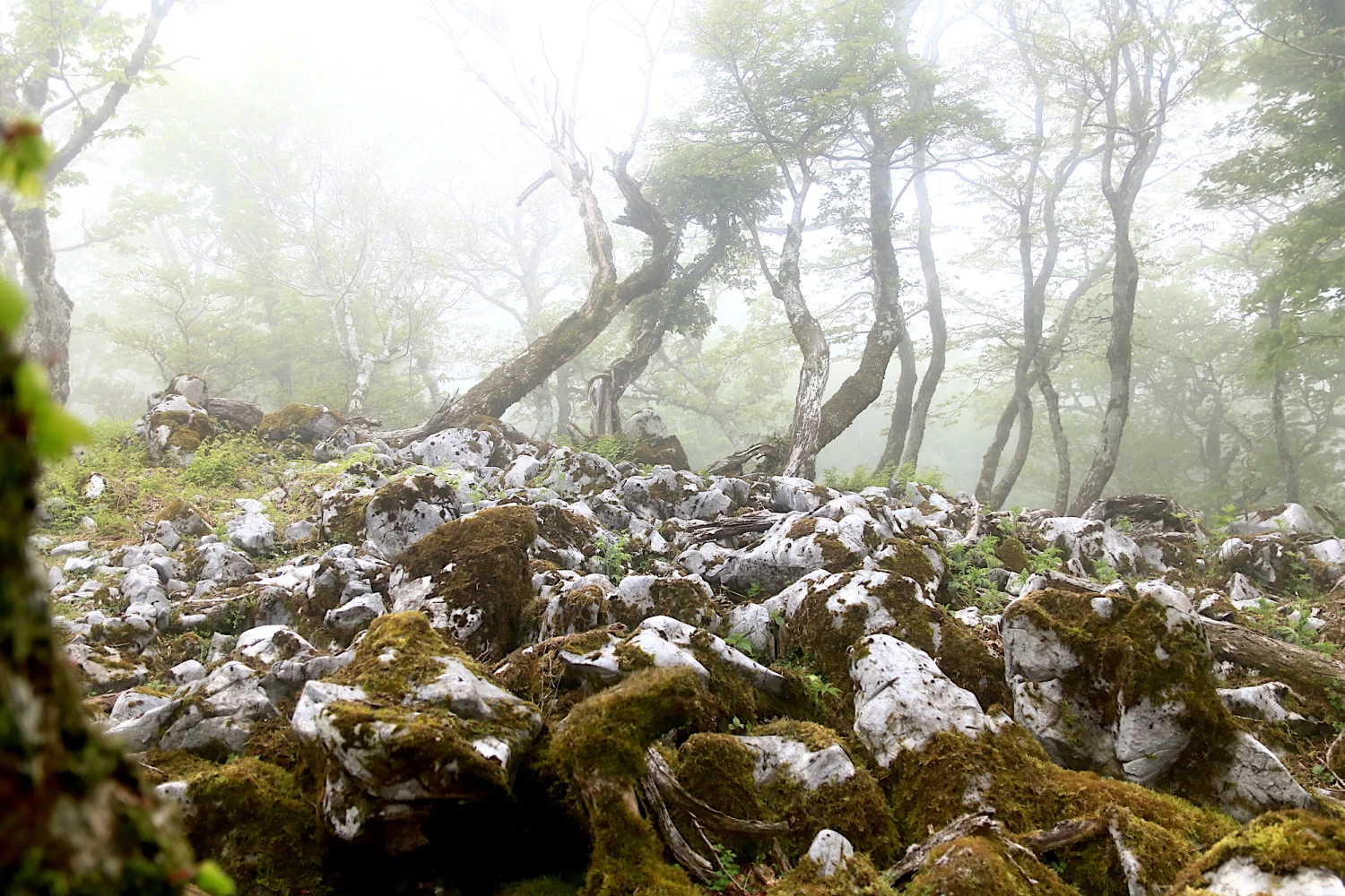 霧が出ても趣のあるカルスト台地の山頂