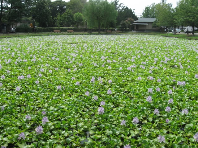 水城公園(すいじょうこうえん)
