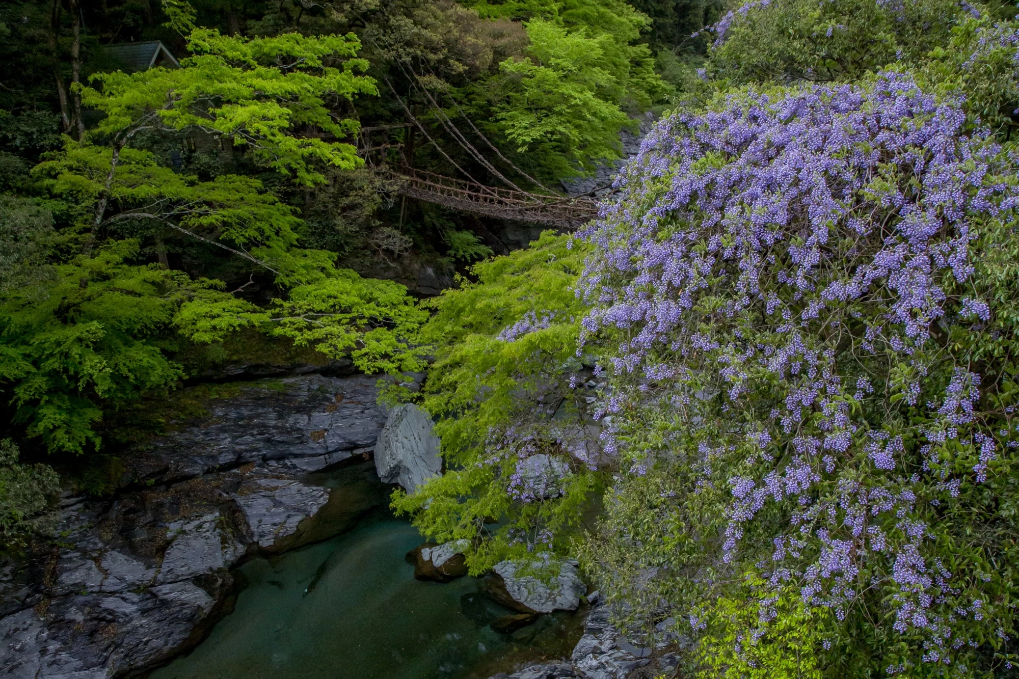 祖谷のかずら橋