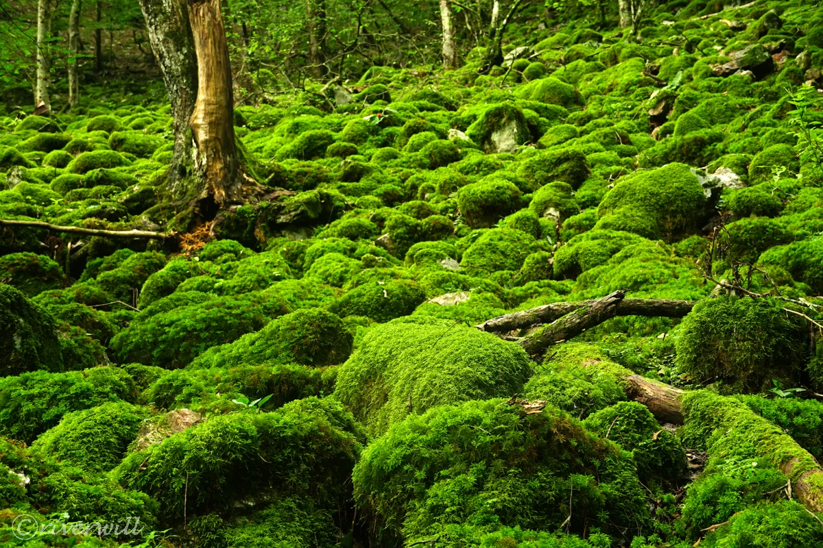 苔場