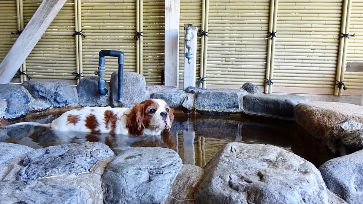 犬猫専用露天風呂