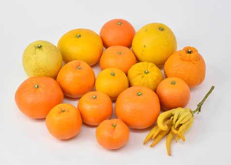 季節の旬な柑橘を堪能