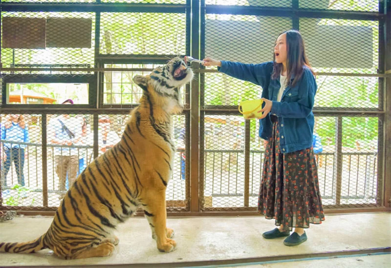 ベンガルトラデンジャラスフィーディング