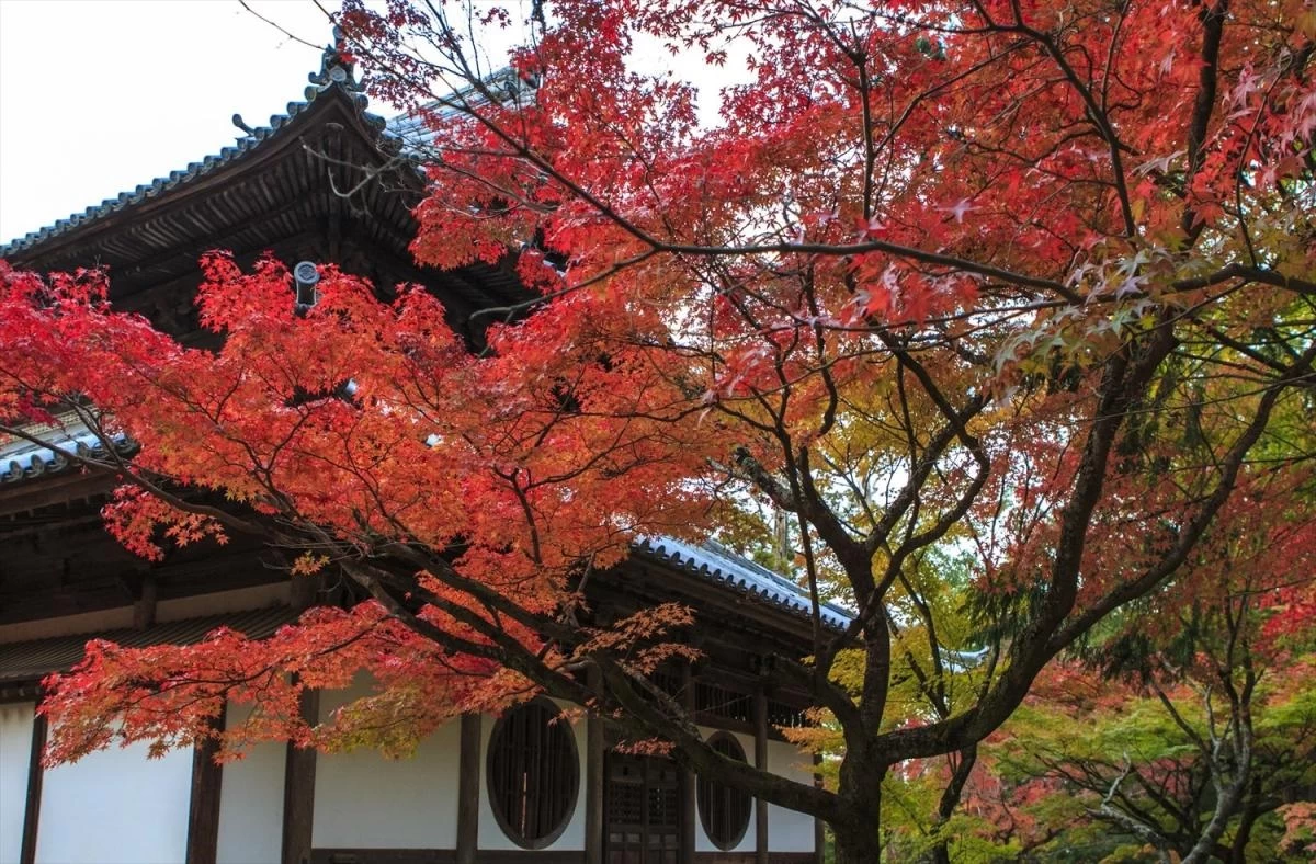 紅葉 写真提供:岡山県観光連盟