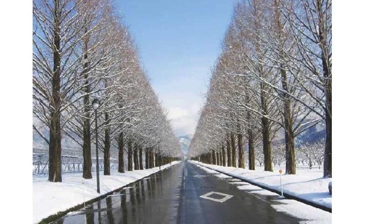 雪化粧も美しい並木道