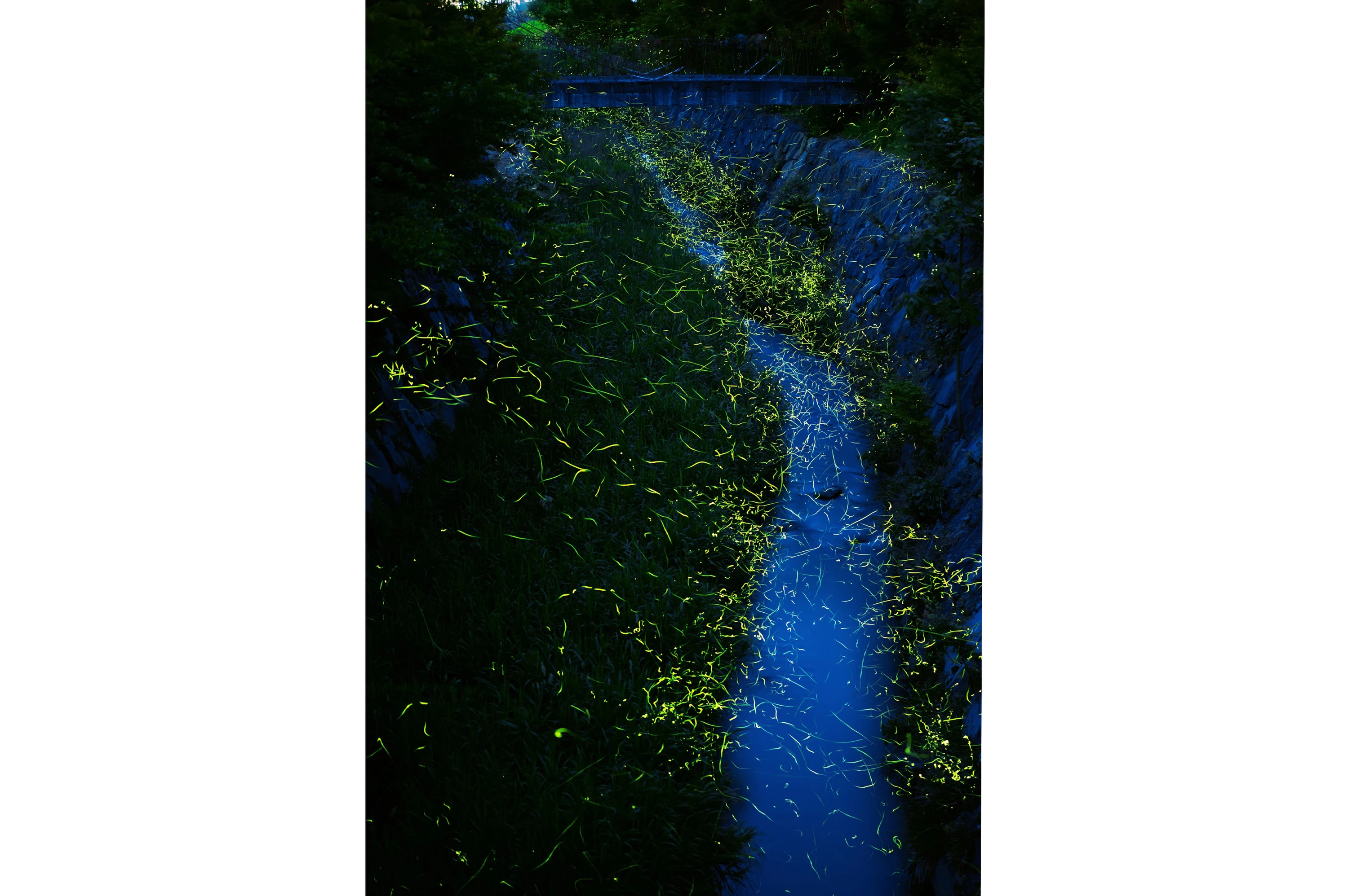 大谷川河川公園の蛍　画像提供：湯郷温泉