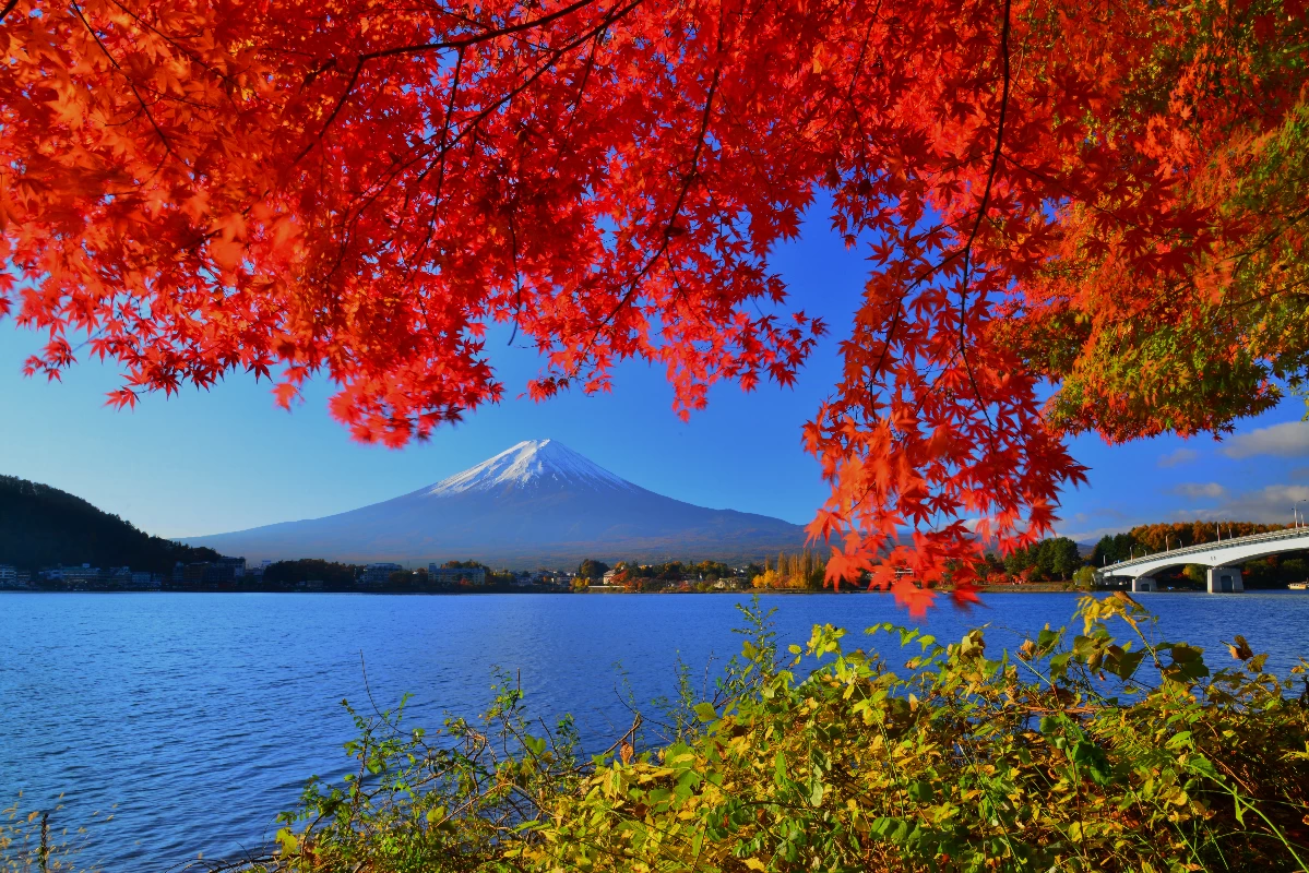 秋の大橋と富士