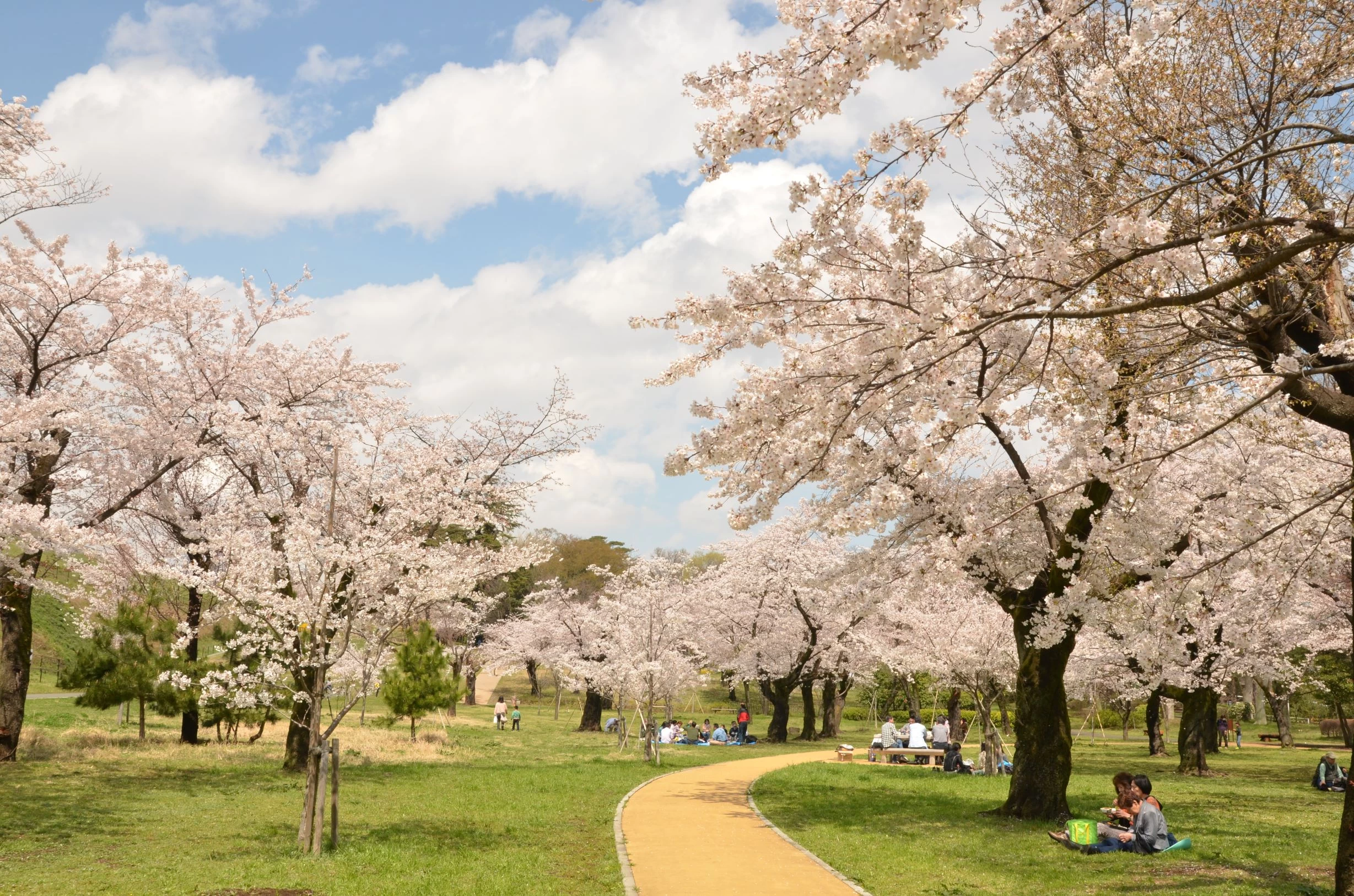 桜咲く風の広場