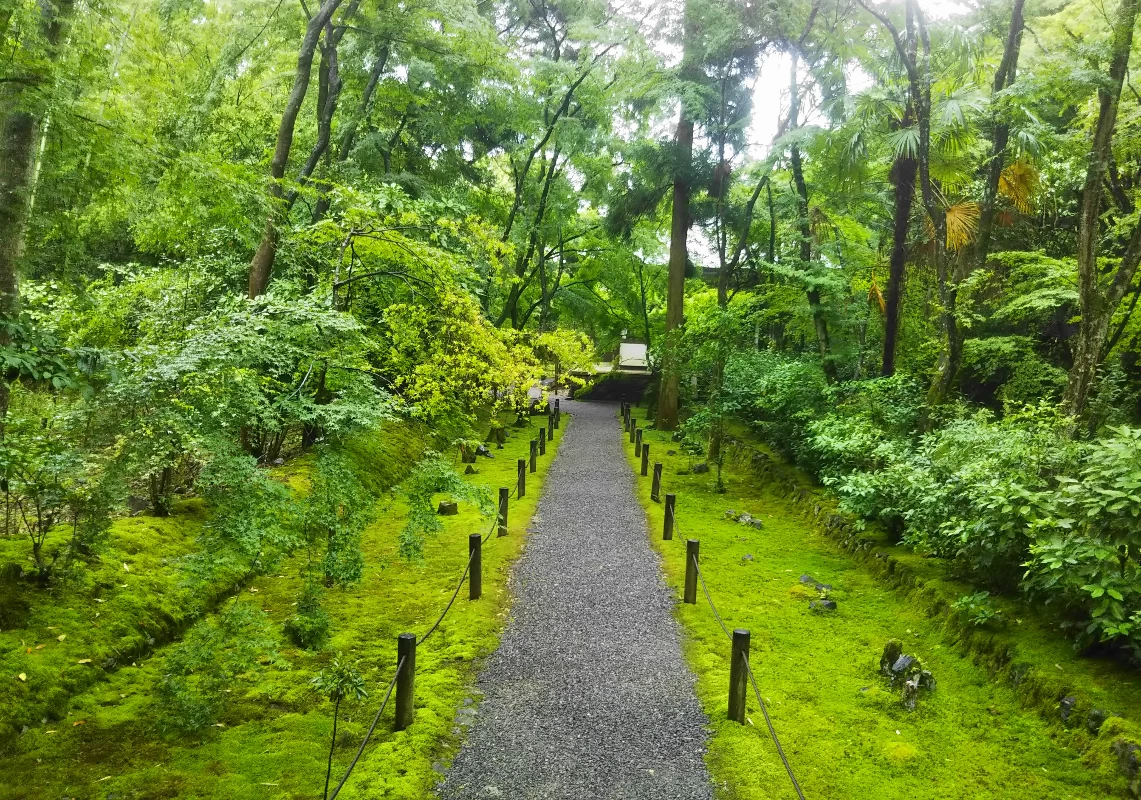 苔と楓の道