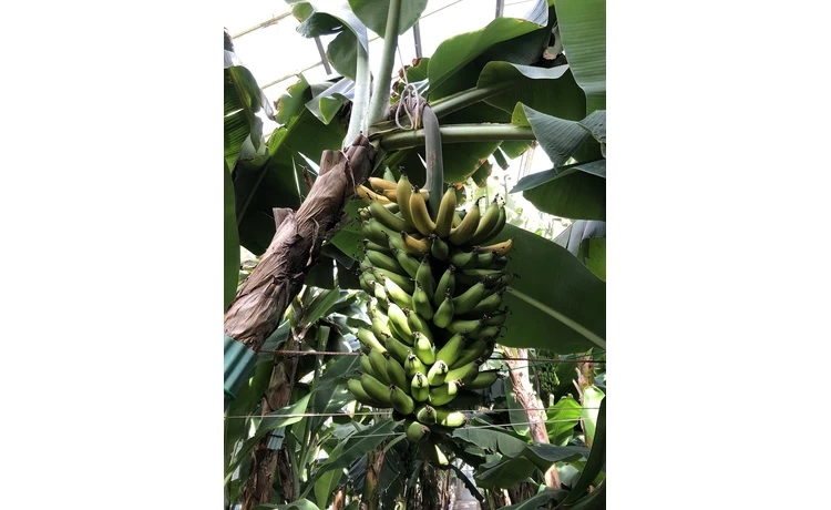 園内で育てている完熟バナナ