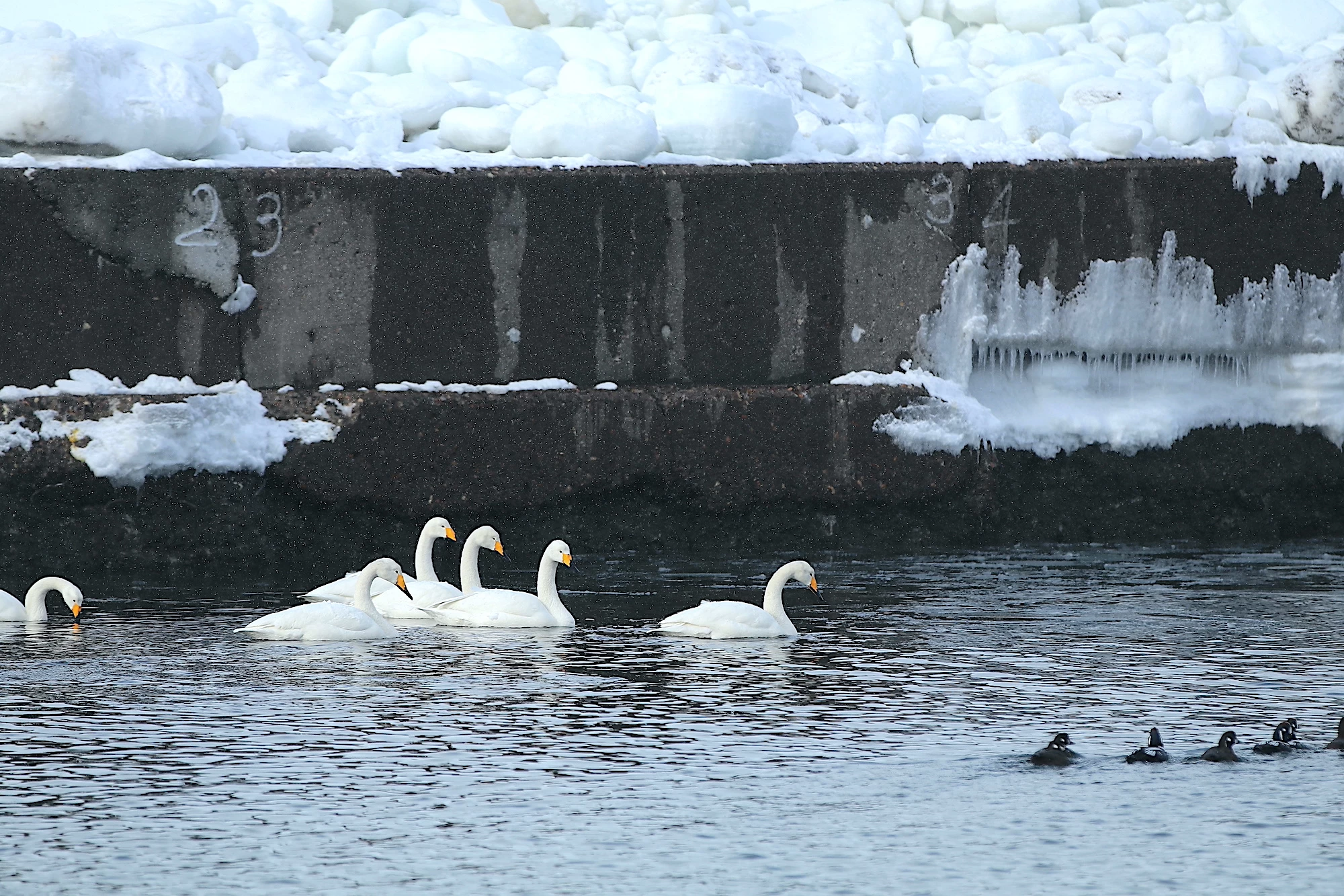 冬のオホーツク海沿岸は渡鳥の宝庫
