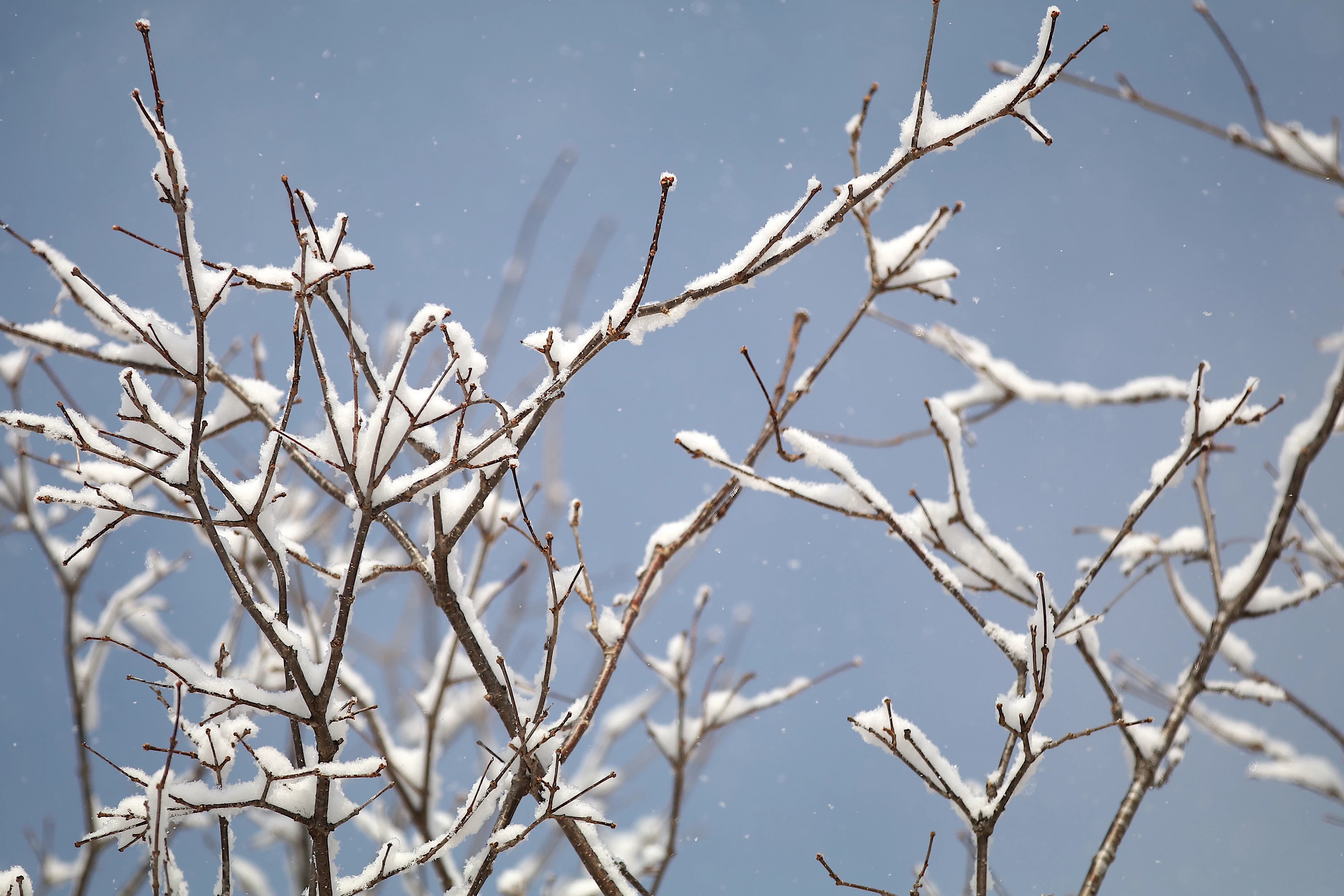 冬桜のような雪景色