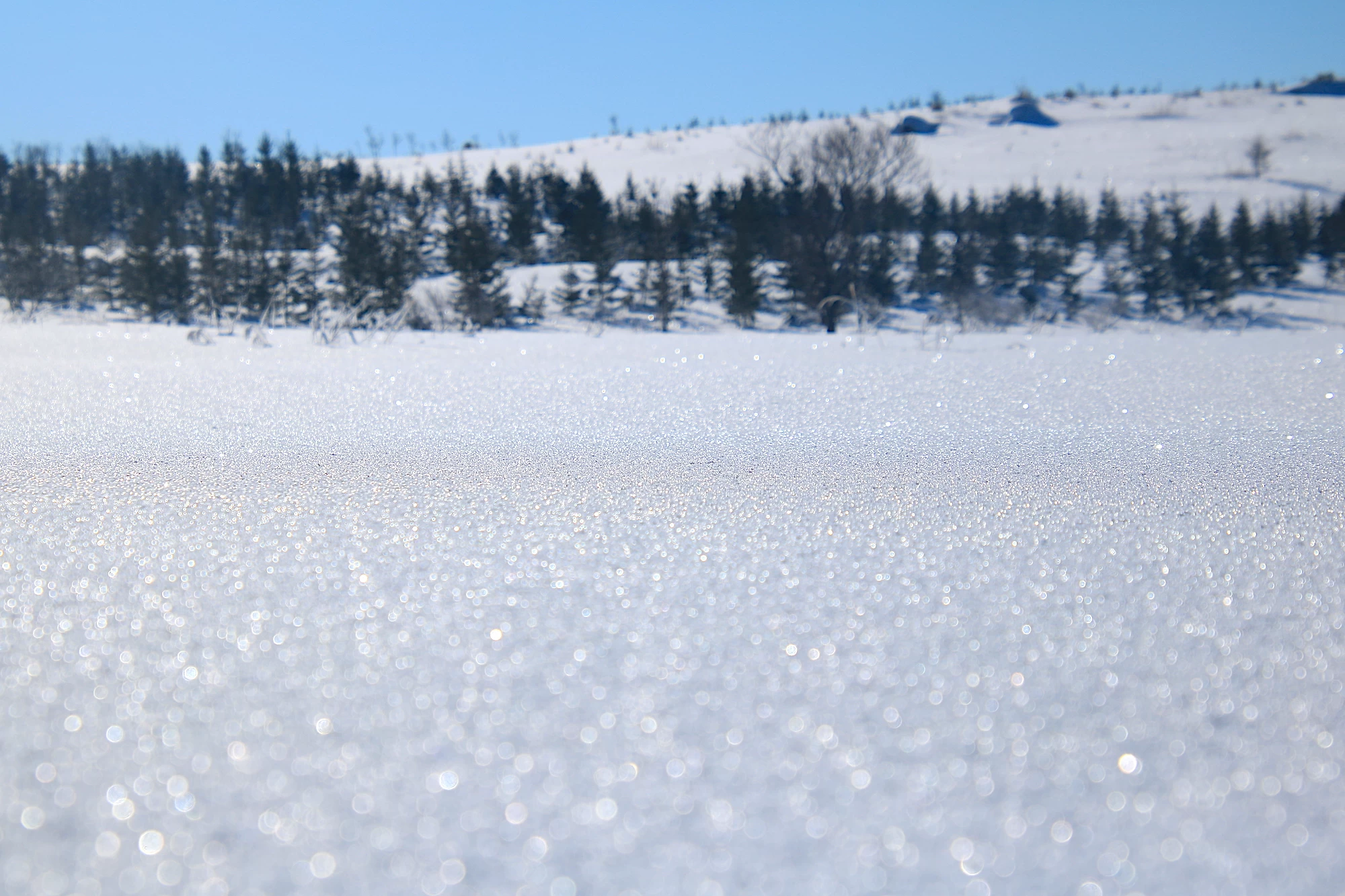 キラキラと輝く大雪原を歩く