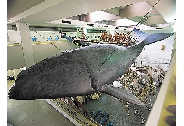 セミクジラの実物大模型