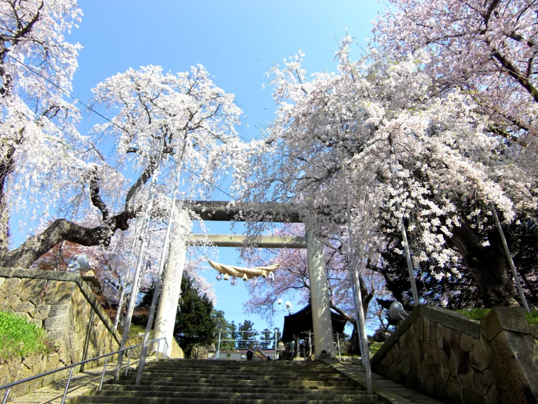 烏帽子山八幡宮の鳥居と桜
