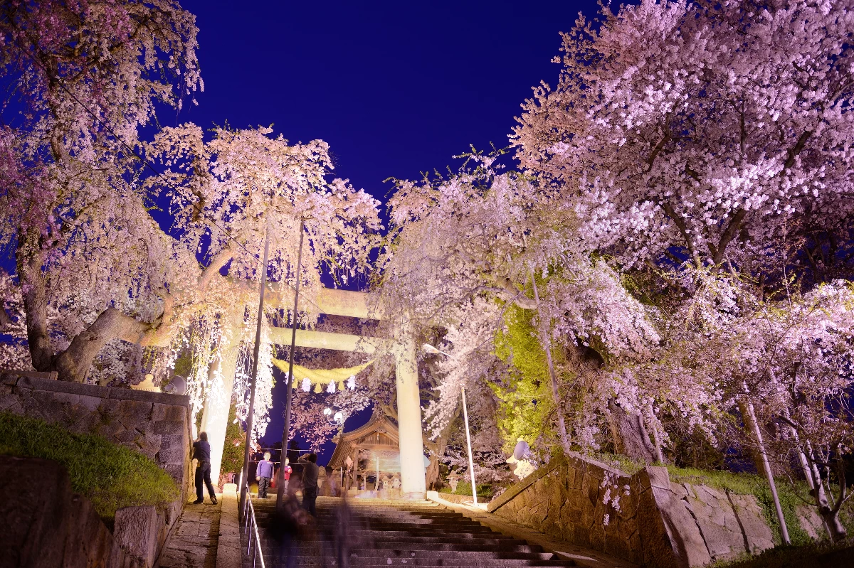烏帽子山八幡宮の鳥居と夜桜