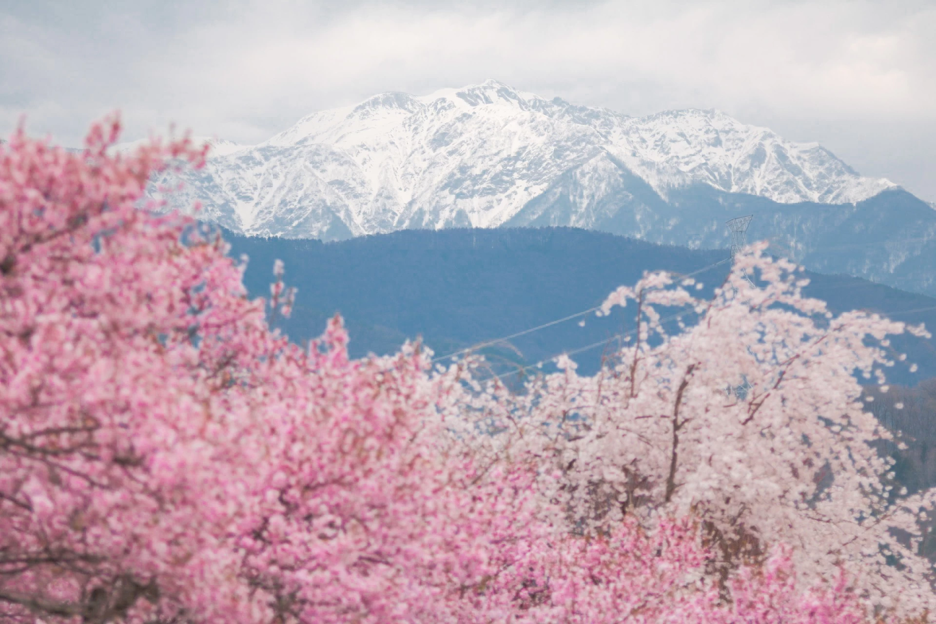 桜の先には日本アルプスの山並みが