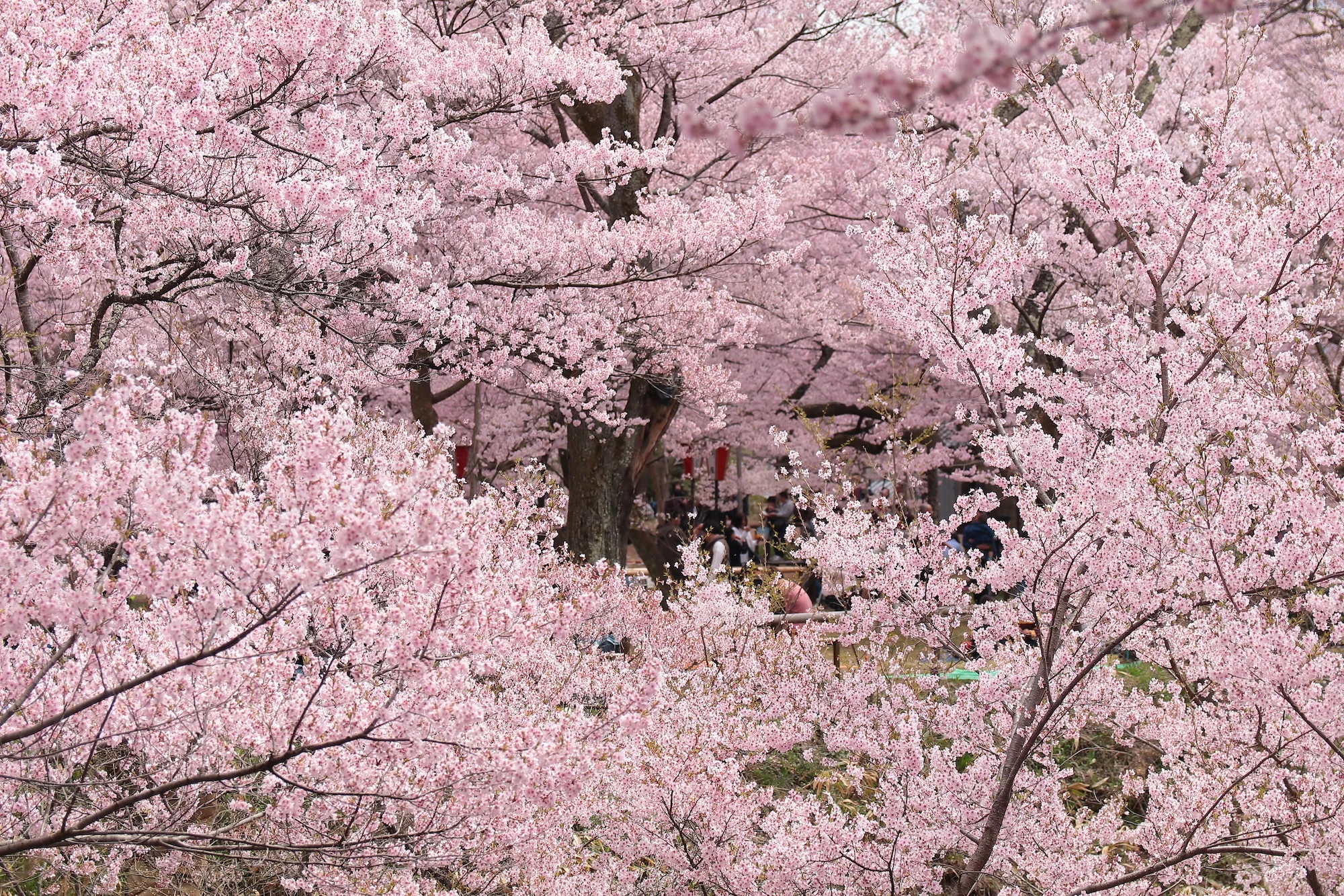 桜の間でピクニックを楽しむ
