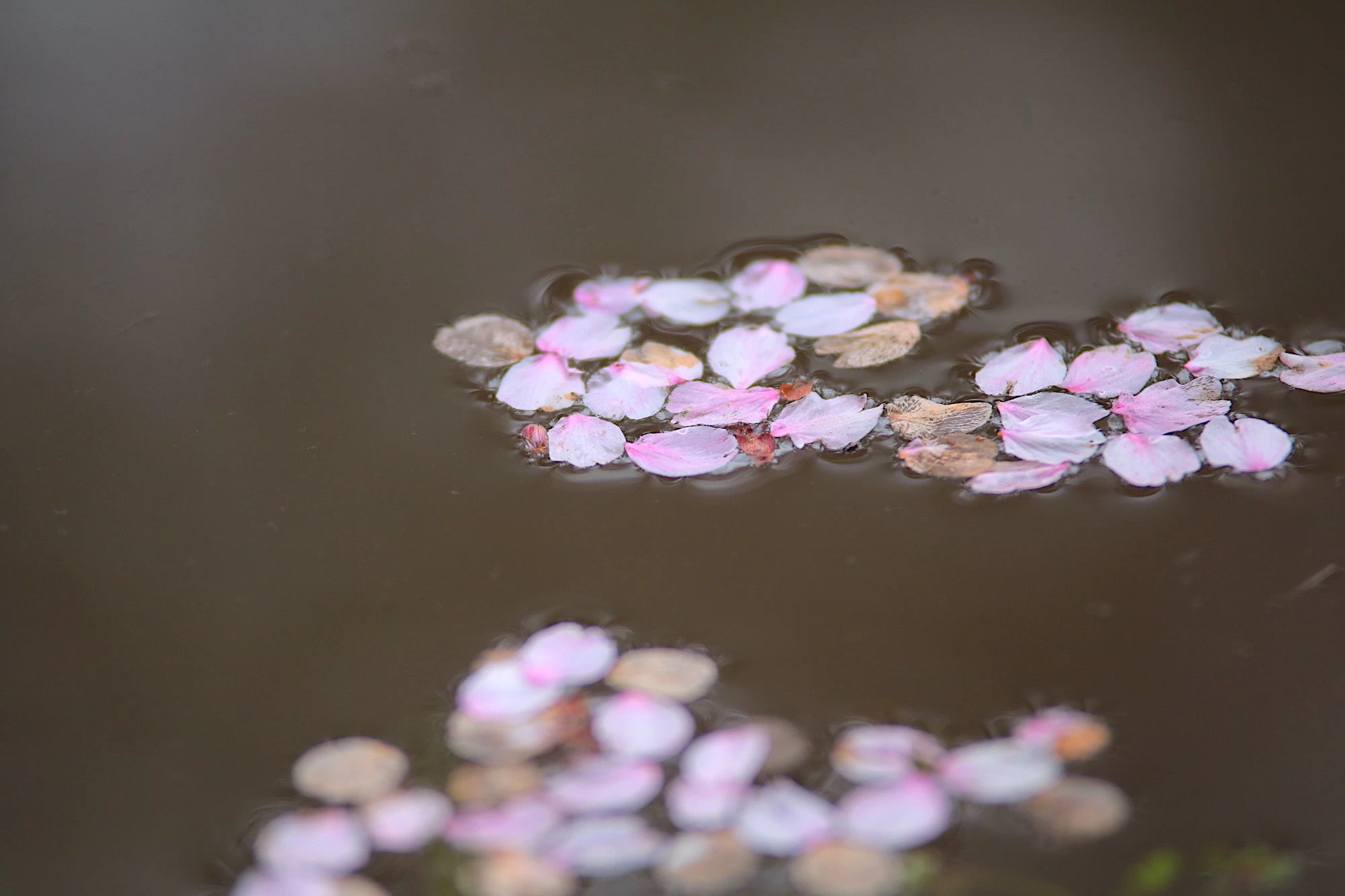 池に浮かぶ桜の花弁