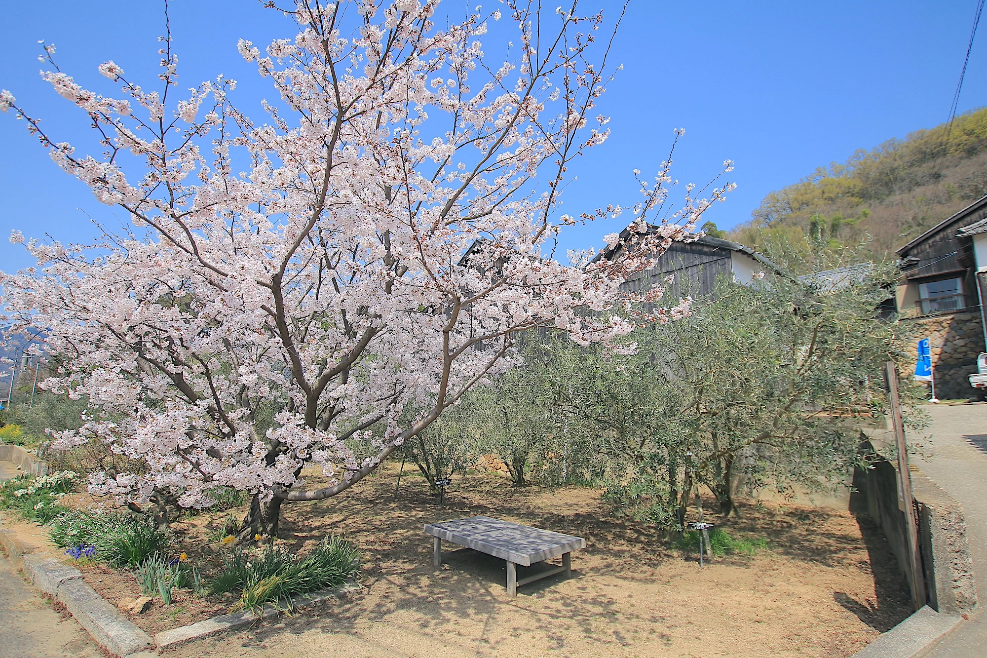 オリーブと桜の共演