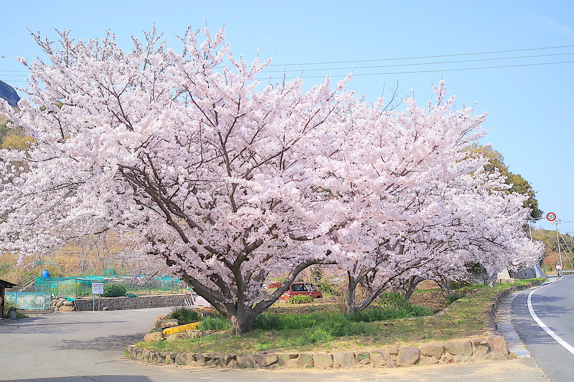 入り口周辺に続く桜並木
