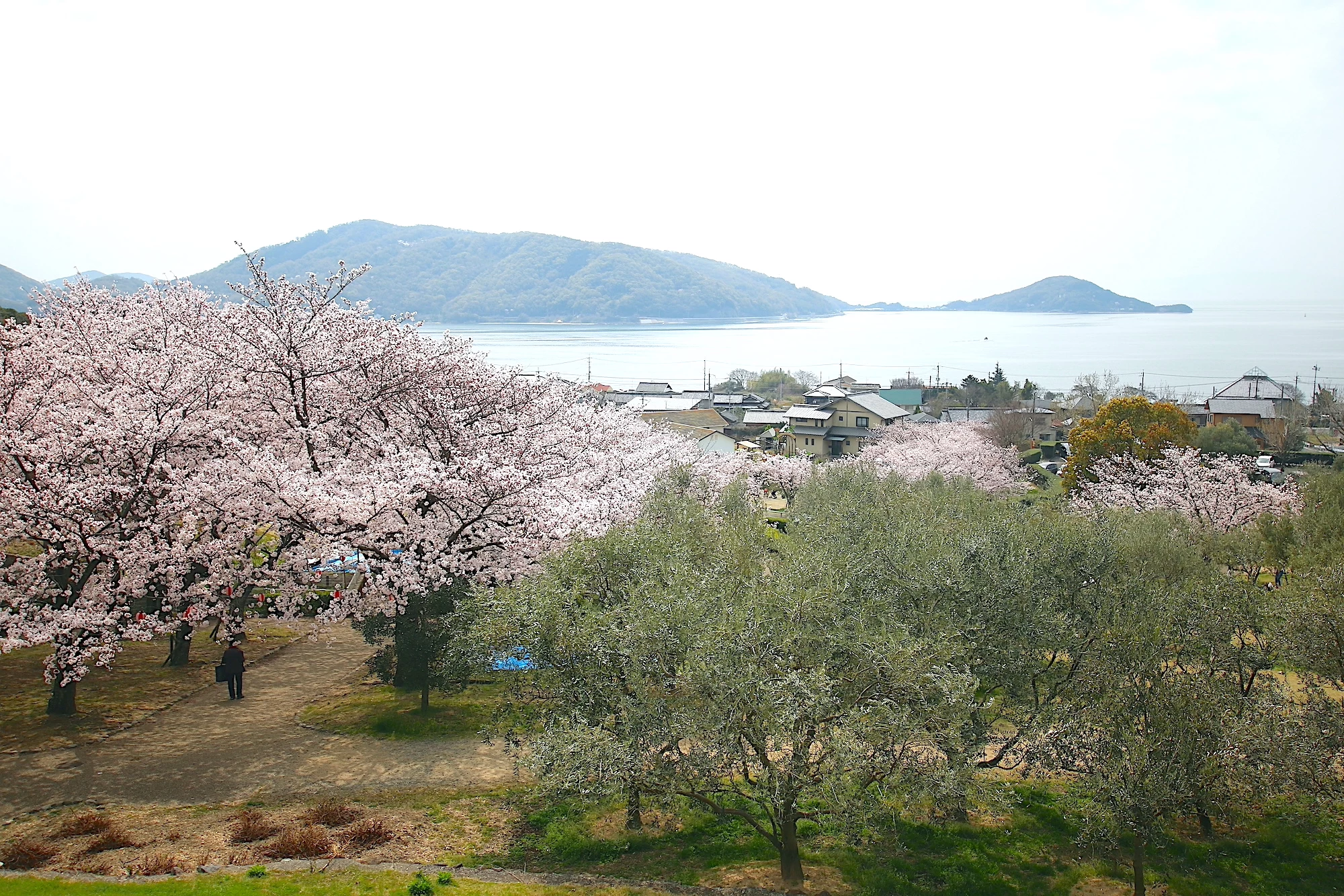 桜とオリーブが重なる風景