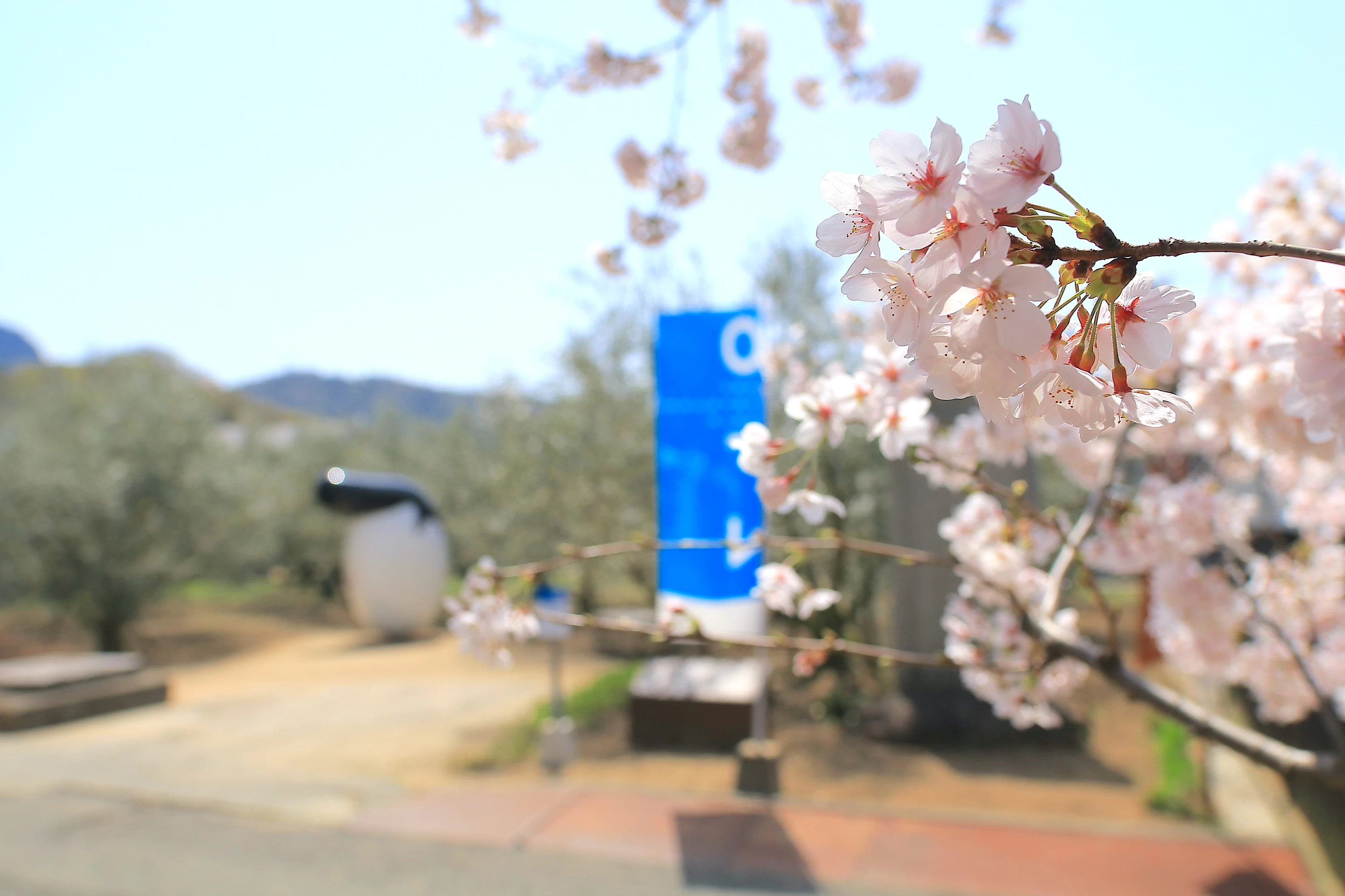 桜とオリーブのリーゼント