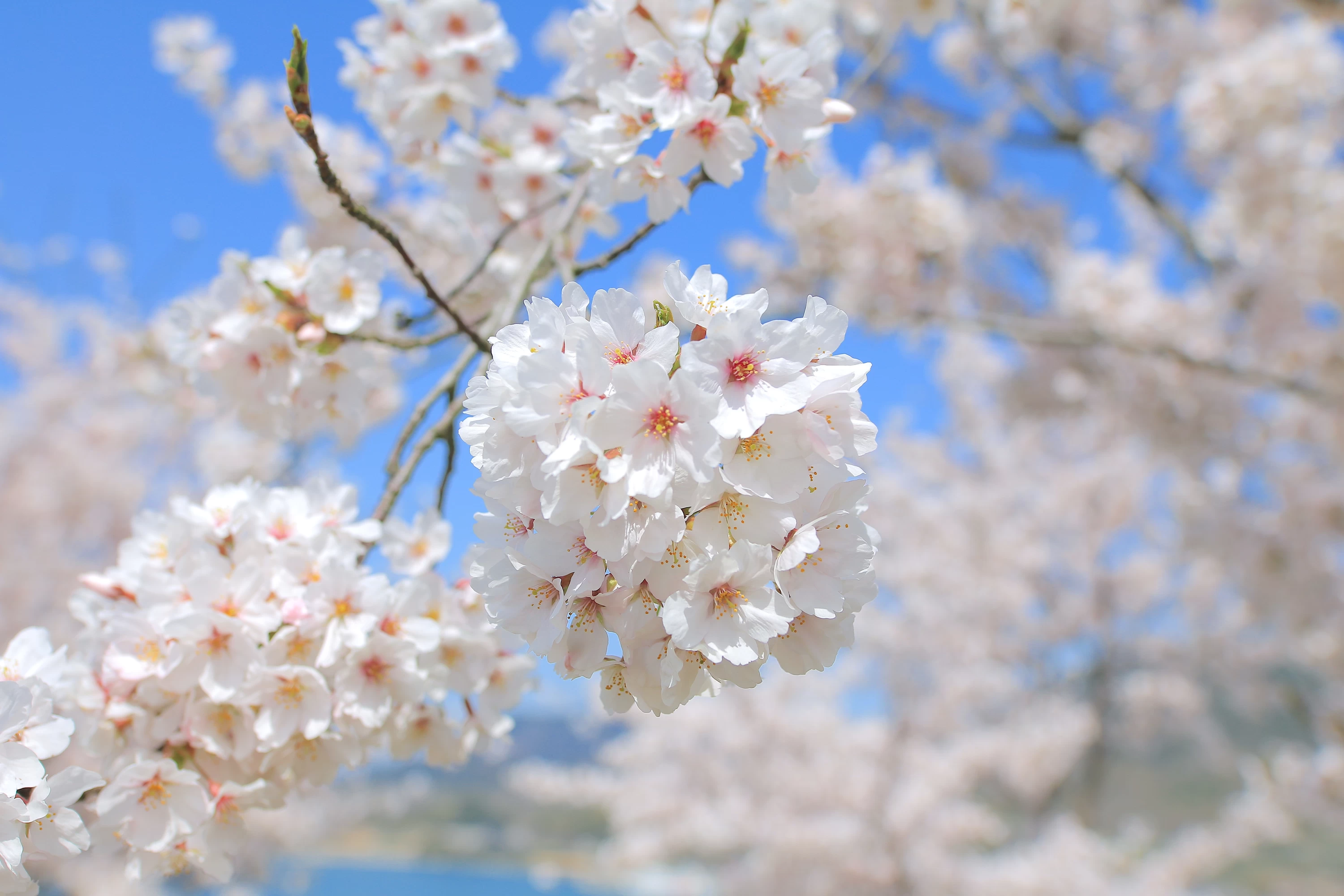 青空と桜の美しいコントラスト
