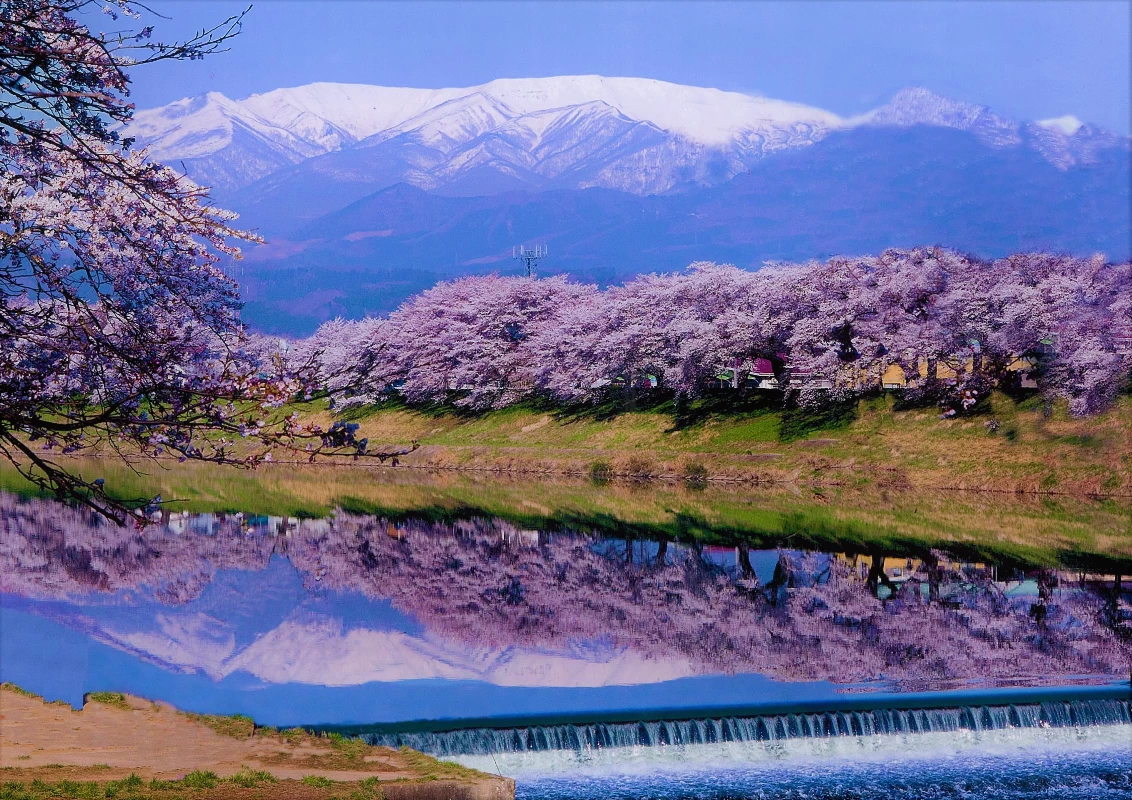 蔵王と桜並木が白石川の川面に映えて