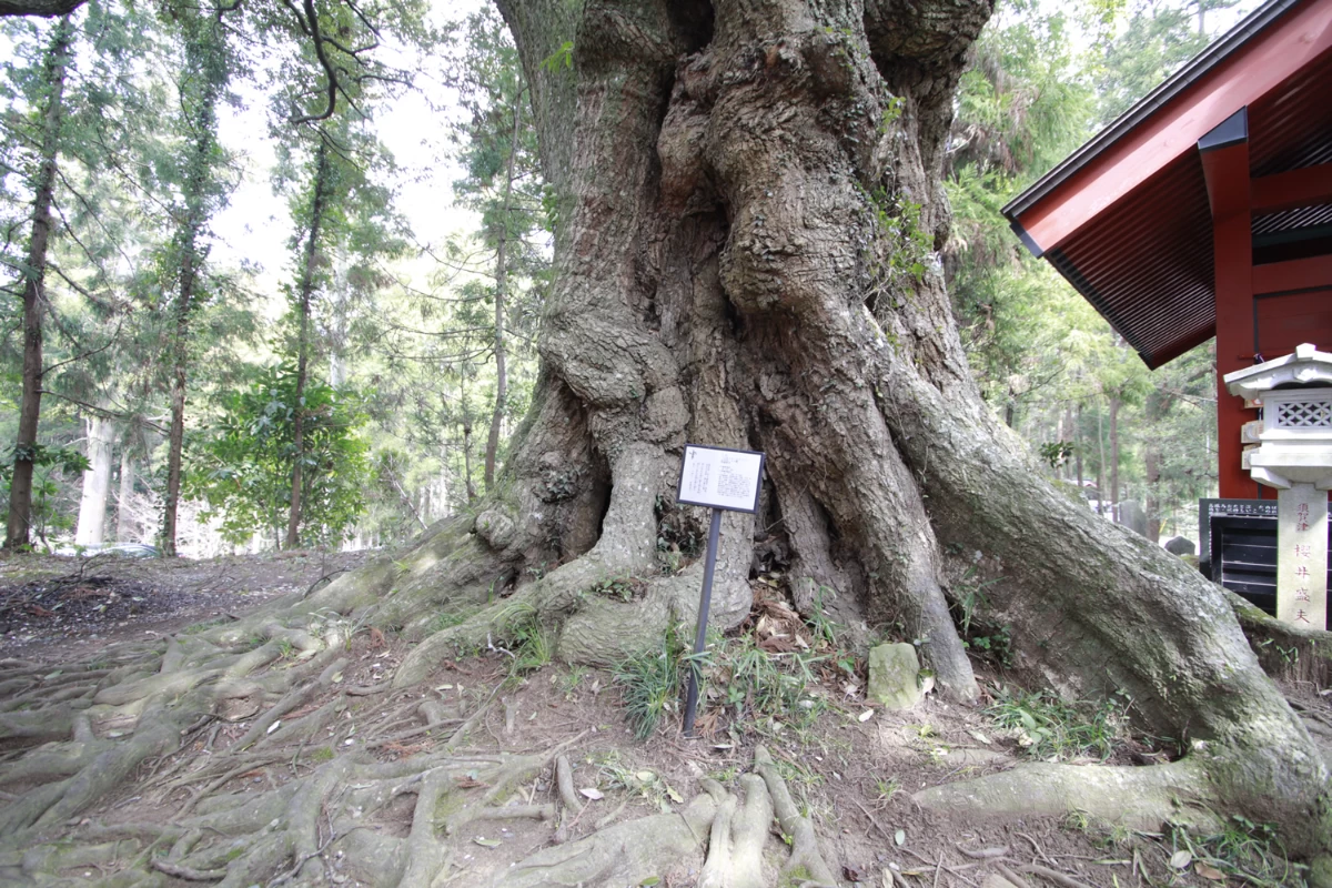 勝馬神社の隣にある大木