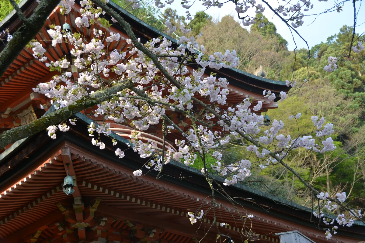 法輪寺と桜