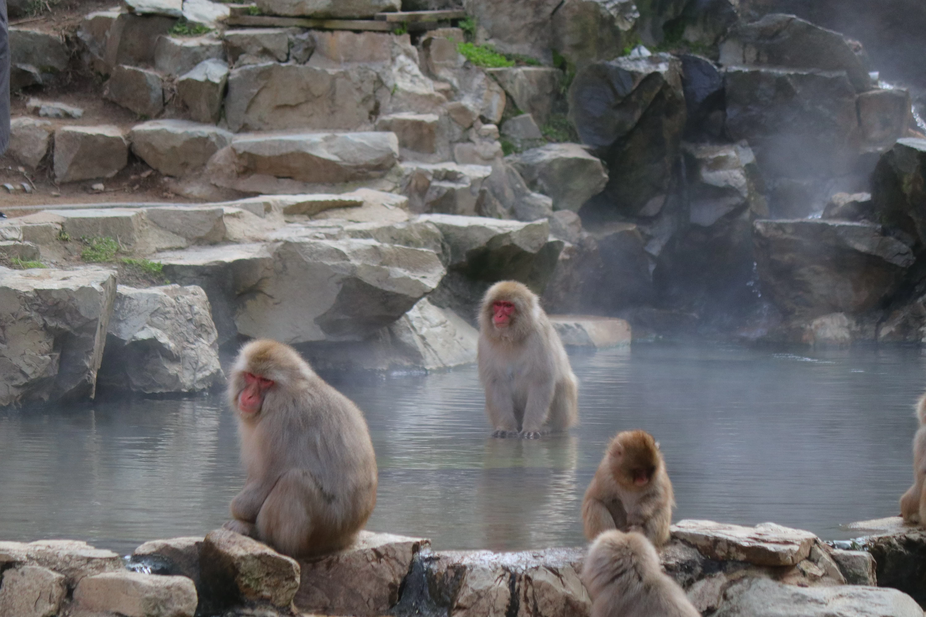 「地獄谷野猿公苑」の猿たち