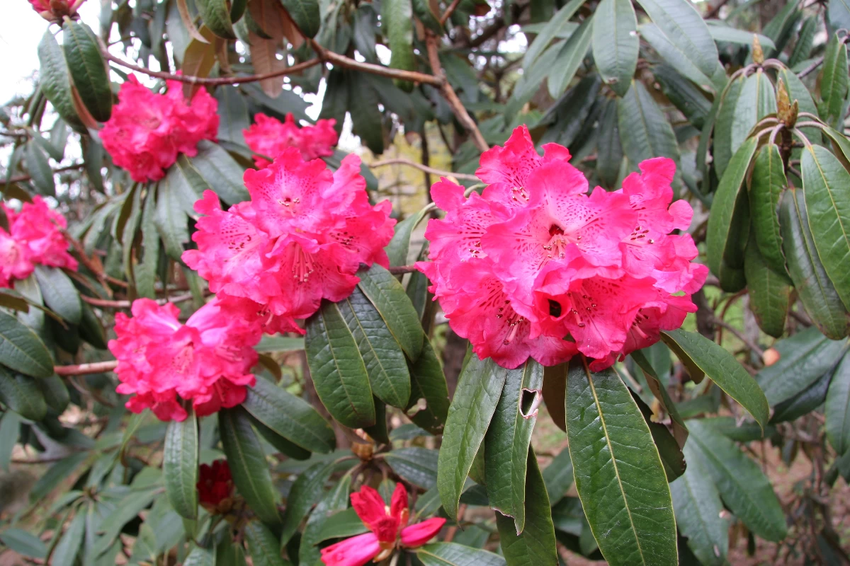 ヒマラヤのシャクナゲ 開花時期4～5月