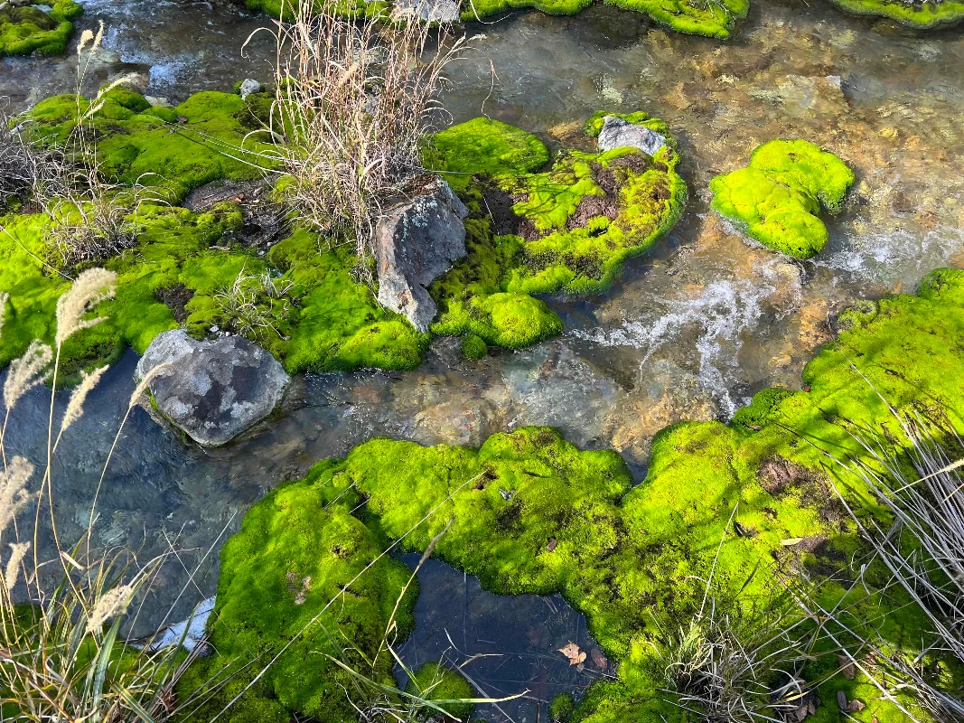 チャツボミゴケ公園　岩上の苔