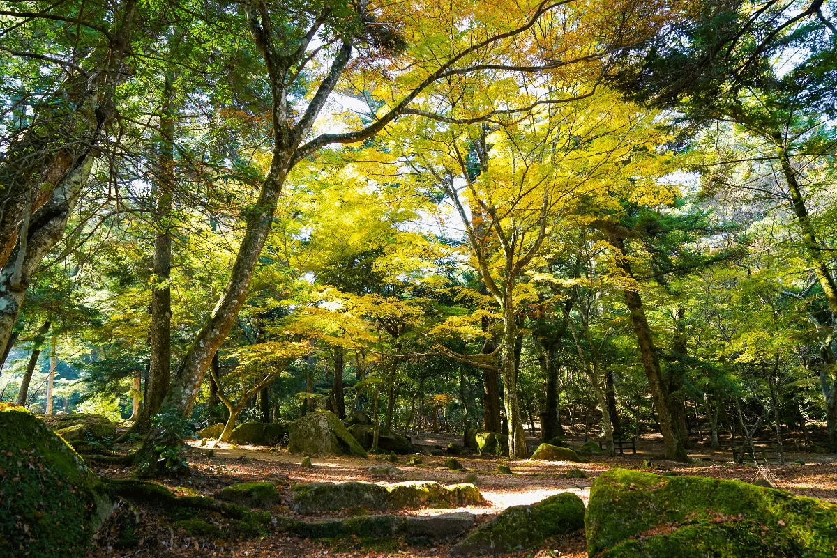 紅葉谷公園　新緑