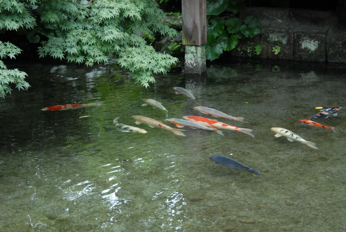 湧水庭園 四明荘の鯉