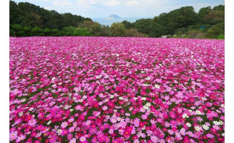 遅咲きコスモス30万本　10月下旬～11月中旬