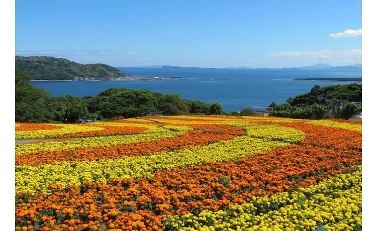 マリーゴールド 5万株 　5月上旬～7下旬