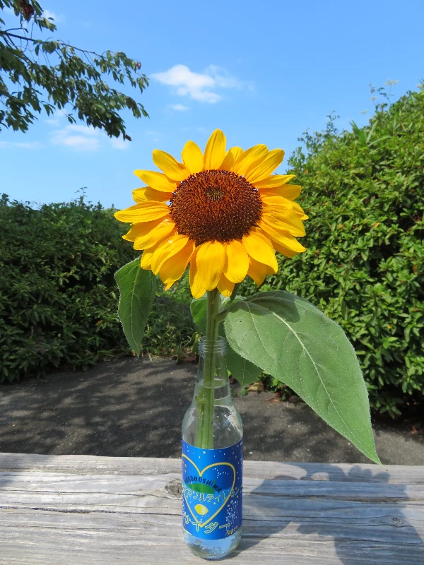 オリジナルサイダーの空き瓶に挿して楽しめる