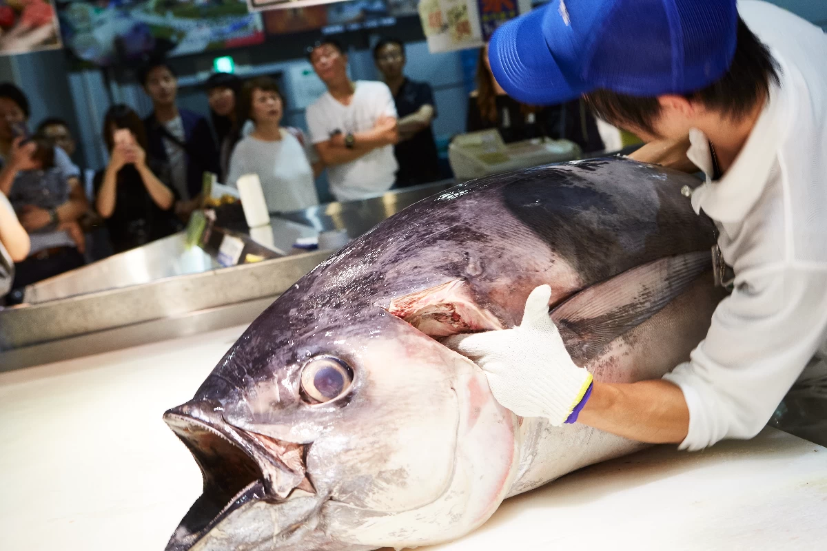 マグロ解体ショー