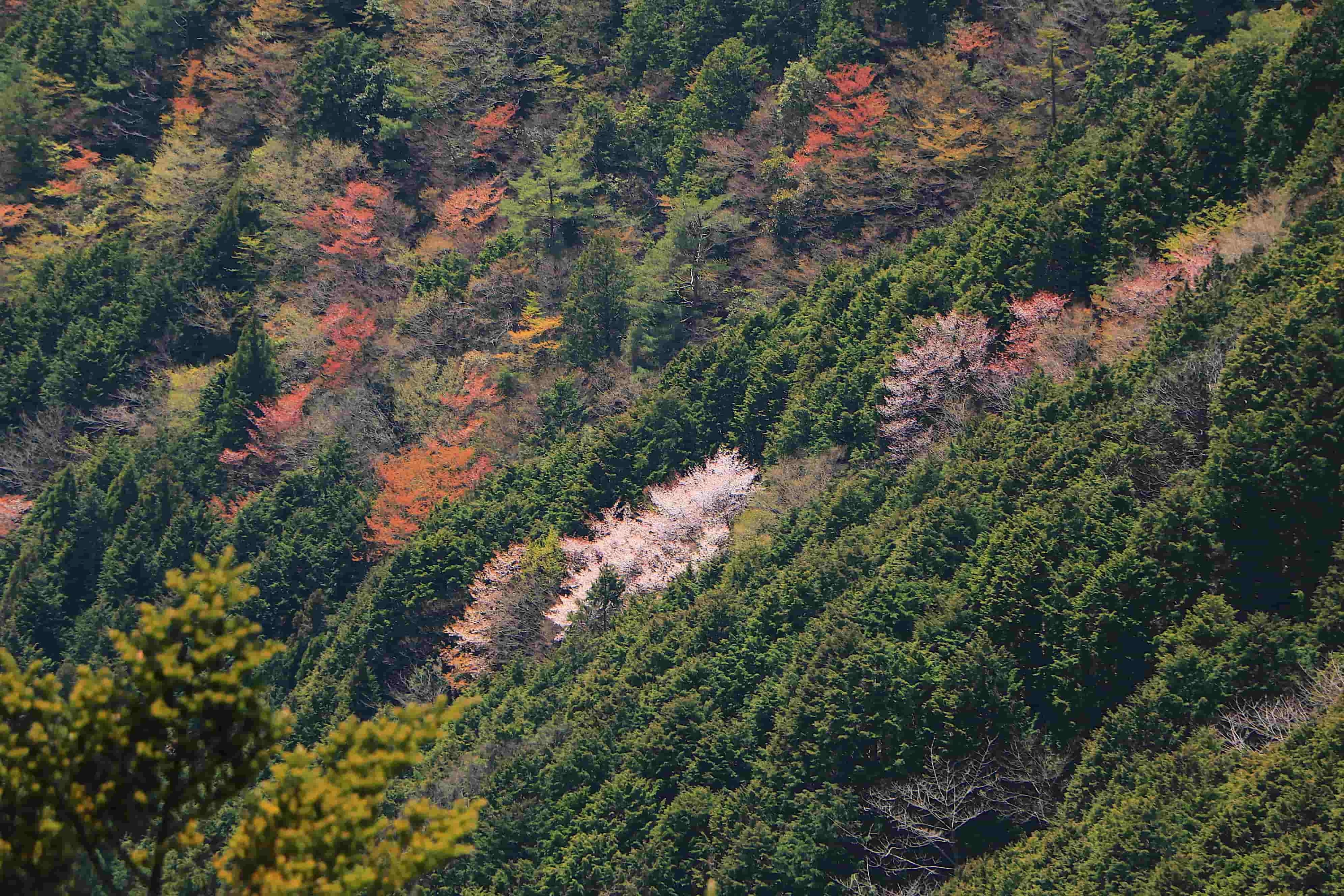 山肌が織りなす彩り