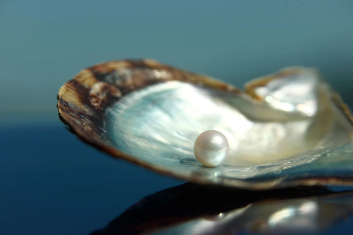 真珠とアコヤガイ